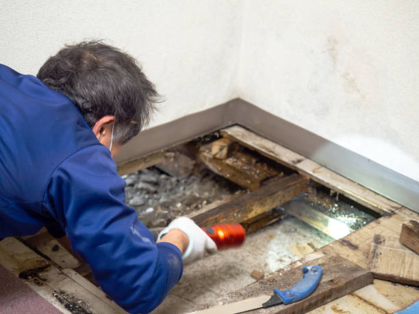 Best Fast Mold Removal  in Tappan, NY