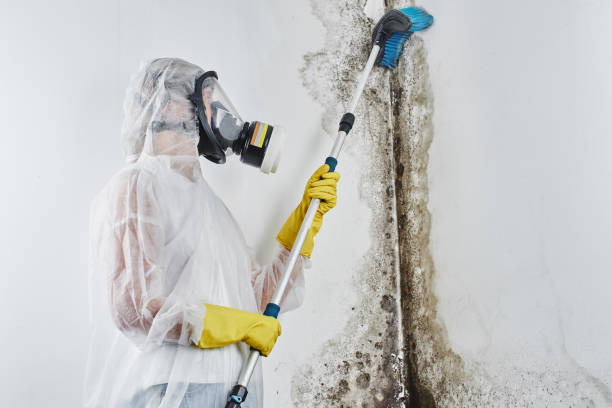 Best Attic Mold Removal  in Tappan, NY