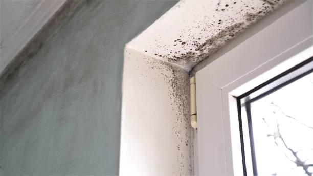 Best Mold Damage Repair  in Tappan, NY