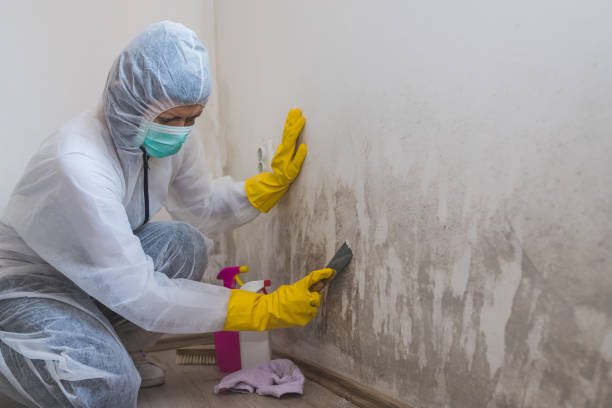 Best Certified Mold Removal  in Tappan, NY
