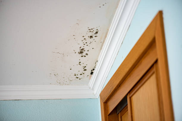 Professional Mold Removal in Tappan, NY