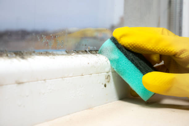 Best Professional Mold Removal  in Tappan, NY