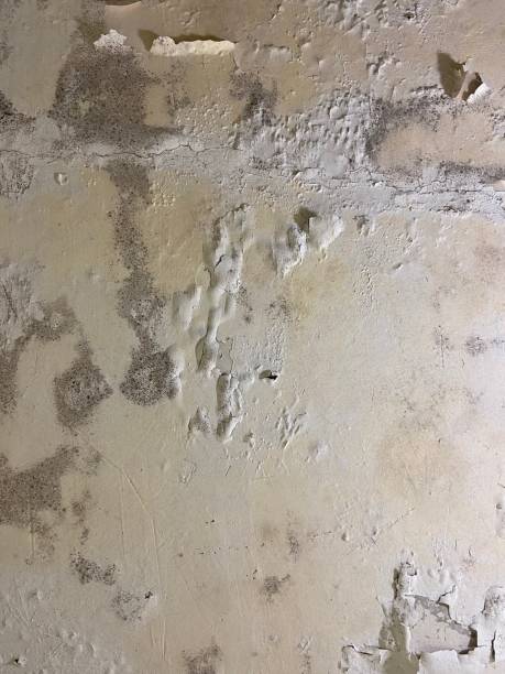 Best Black Mold Removal  in Tappan, NY