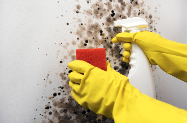 Best Attic Mold Removal  in Tappan, NY