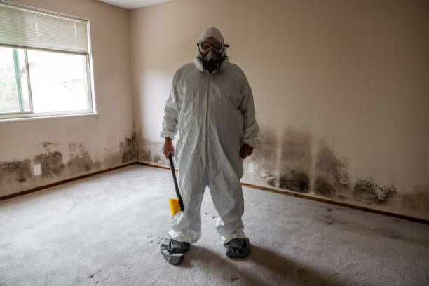 Best Toxic Mold Removal  in Tappan, NY