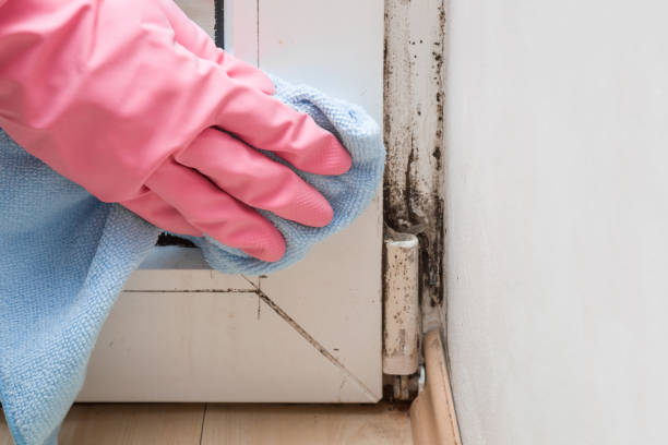 Certified Mold Removal in Tappan, NY