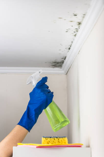 Best Home Mold Removal  in Tappan, NY