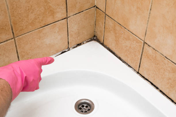 Mold Testing and Removal in Tappan, NY