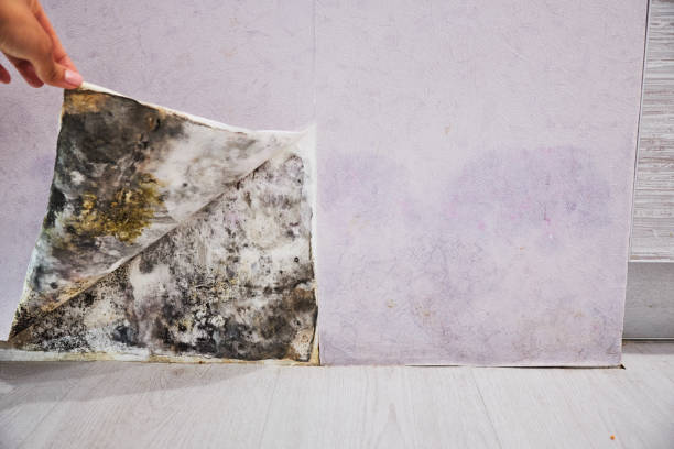 Best Office Mold Removal Services  in Tappan, NY